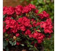 Marshalls Garden Azalea 'encore Autumn Fire' 9Cm Plant