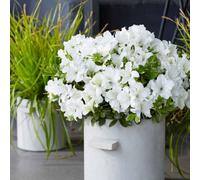Marshalls Garden Azalea 'encore Pure White' Compact Double-Flowering Shrub 2 Litre Plant