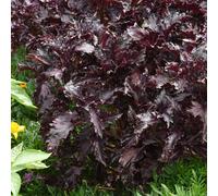 Marshalls Garden Basil Seeds Purple Ruffles - Deep Purple Ornamental And Culinary Variety