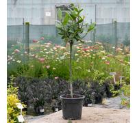 Marshalls Garden Bay Tree Standard 50 70Cm Lollipop Shape, Evergreen, Hardy