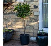 Marshalls Garden Bay Tree Standard Lollipop 100-160Cm (Laurus Nobilis)