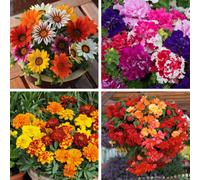 Marshalls Garden Bedding Selection - 60 Professional Grower Plugs