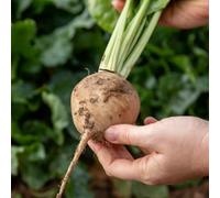 Marshalls Garden Beetroot Seeds 'avalanche' F1 White Sweet High-Yield 200 Seeds