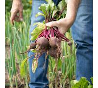 Marshalls Garden Beetroot Seeds 'baby Beet Action' F1 Sweet Tender Baby Beets 380 Seeds