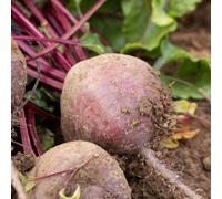 Marshalls Garden Beetroot Seeds 'bettollo' F1 - 300 Seeds