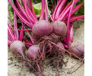 Marshalls Garden Beetroot Seeds Boltardy - Bolt-Resistant Early-Sowing Variety Rhs Agm 400 Seeds