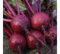 Marshalls Garden Beetroot Seeds 'boston' - 200 Seeds, Early Bolt-Resistant Variety