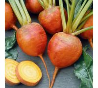 Marshalls Garden Beetroot Seeds Burpees Golden, 100 Seeds For Pots And Small Gardens