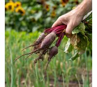 Marshalls Garden Beetroot Seeds Cylindra, Long Cylindrical Roots 450 Seeds