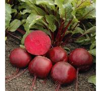 Marshalls Garden Beetroot Seeds Moneta - Monogerm, Bolt-Resistant, Ideal For Baby Beets 200 Seeds