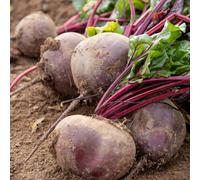 Marshalls Garden Beetroot Seeds 'pablo' Rhs Agm, High-Yield Vegetable Seeds Approx. 300 Seeds