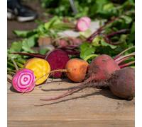 Marshalls Garden Beetroot Seeds Quattro Gourmet Mix - Multi-Colour Salad And Roasting Varieties 300 Seeds
