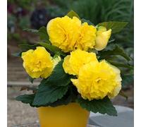 Marshalls Garden Begonia 'Majestic Yellow' 6 Plug Plants