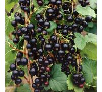 Marshalls Garden Ben Sarek Blackcurrant Plant - Compact High-Yield Variety Bare Root