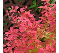 Marshalls Garden Berberis 'orange Ice' Compact Upright Barberry Shrub With Orange-To-Ruby Foliage And Spring Yellow Flowers 9Cm Plant