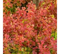 Marshalls Garden Berberis 'orange Rocket' 3 X 9Cm - Upright, Colour-Changing Barberry Shrubs