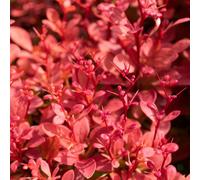 Marshalls Garden Berberis 'orange Rocket' 3L Shrub, Colour-Changing, Hardy And Pollinator-Friendly