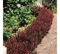 Marshalls Garden Berberis Thunbergii Atropurpurea 'nana' Dwarf Purple-Leaf Shrub 3 Litre Plant