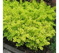 Marshalls Garden Berberis Thunbergii 'golden Horizon' 3 X 9Cm, Compact Groundcover Shrub