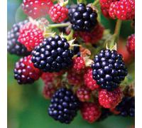 Marshalls Garden Blackberry 'black Satin' - Thornless Hardy Blackberry For Summer Harvests 2 Litre