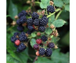 Marshalls Garden Blackberry 'chester Thornless' Late-Season High-Yield Plant 2 Litre