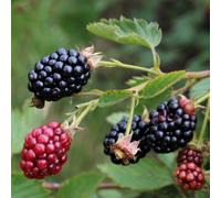 Marshalls Garden Blackberry Plant 'navaho' - Thornless Mid-Season Sweet Fruit (Perennial) 2 Litre Plant