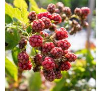 Marshalls Garden Blackberry 'tiny Black' - Compact Thornless Patio Blackberry 2 Litre Plant