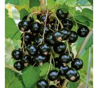 Marshalls Garden Blackcurrant 'ebony' - Sweet Early-Ripening Dessert Variety With Large 18mm Berries