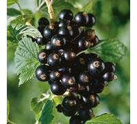 Marshalls Garden Blackcurrant Standard 'titania' - Patio Standard Trained Fruit Tree 1.0-1.5M 3 Litre