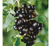 Marshalls Garden Blackcurrant Titania Hardy Patio Fruit Plant, Heavy Cropping, July To August Harvest 2 Litre