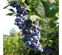 Marshalls Garden Blueberry 'duke' Self-Fertile High-Yield Patio And Pot-Friendly Bush 2 Litre