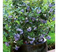 Marshalls Garden Blueberry Northcountry, Compact Container-Friendly Self-Fertile High-Yield Variety 2 Litre Plant