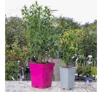 Marshalls Garden Blueberry 'pink Berry' Plant, Hardy Evergreen, Self-Fertile, Ideal For Pots And Borders 2 Litre Plant