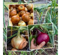 Marshalls Garden Bolt Resistant Heat-Prepared Onion Sets Collection For Spring Planting