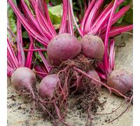 Marshalls Garden Boltardy Premium Beetroot Seeds - Pack Of 3 - Early Sowing, Bolt-Resistant, Sweet Red Beets With Edible Leaves