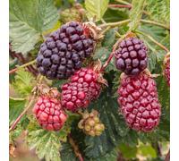 Marshalls Garden Boysenberry Plant - Disease Resistant, Drought Tolerant, Container Friendly 3 X 2 Litre