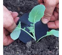 Marshalls Garden Brassica Collars - Eco-Friendly Biodegradable Barrier Against Cabbage Root Fly 30 Collars