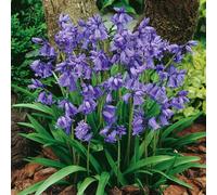 Marshalls Garden British Native Bluebells Bulbs In The Green Scented Shade-Loving