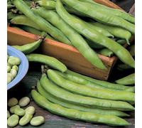 Marshalls Garden Broad Bean Seeds 'aquadulce Claudia' (100 Seeds)