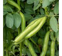 Marshalls Garden Broad Bean Seeds De Monica - 45 Seeds, Fast-Maturing Nitrogen-Fixing Variety