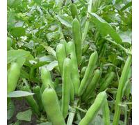 Marshalls Garden Broad Bean Seeds 'duet' Compact Patio Variety, 75 Seeds Per Pack