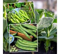 Marshalls Garden Broad Bean Seeds Duo Pack Aquadulce Claudia & Masterpiece Green Longpod