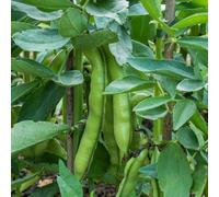 Marshalls Garden Broad Bean Seeds Luz De Otono - Autumn-Cropping, Cold-Hardy, High-Yield (Approx. 75 Seeds).