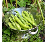 Marshalls Garden Broad Bean Seeds 'masterpiece Green Longpod' (60 Seeds)