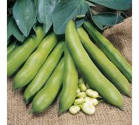Marshalls Garden Broad Bean Seeds Meteor Vroma, Early High-Yield Variety, 60 Seeds