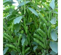 Marshalls Garden Broad Bean Seeds 'oscar' - Compact Patio Variety, 50 Seeds