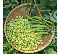 Marshalls Garden Broad Bean Seeds 'the Sutton' - Compact Rhs Award Winner, 65 Seeds