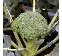 Marshalls Garden Broccoli Seeds Besty - Fast-Growing Vegetable Seed Pack (35 Seeds)