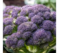 Marshalls Garden Broccoli Seeds 'claret' F1 Hybrid Extra-Large Spring Spears 90 Seeds