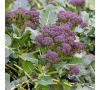 Marshalls Garden Broccoli Seeds Early Purple Sprouting Blend - 400 Seeds